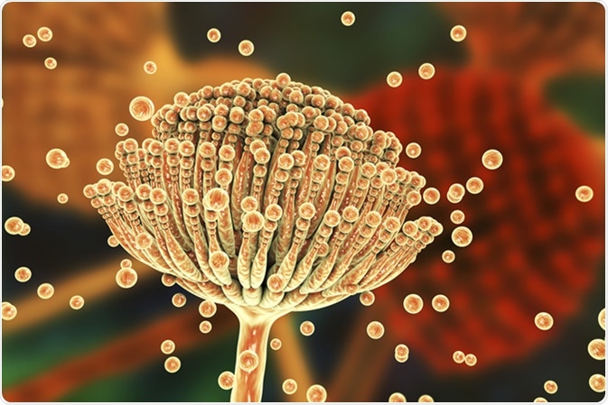 Black mold fungi Aspergillus which produce aflatoxins and cause pulmonary infection aspergillosis. 3D illustration. Image Credit: Kateryna Kon / Shutterstock